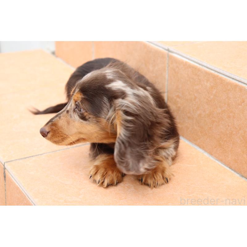 販売中の香川県のミニチュアダックスフンド(ロングヘアード)-420652の6枚目