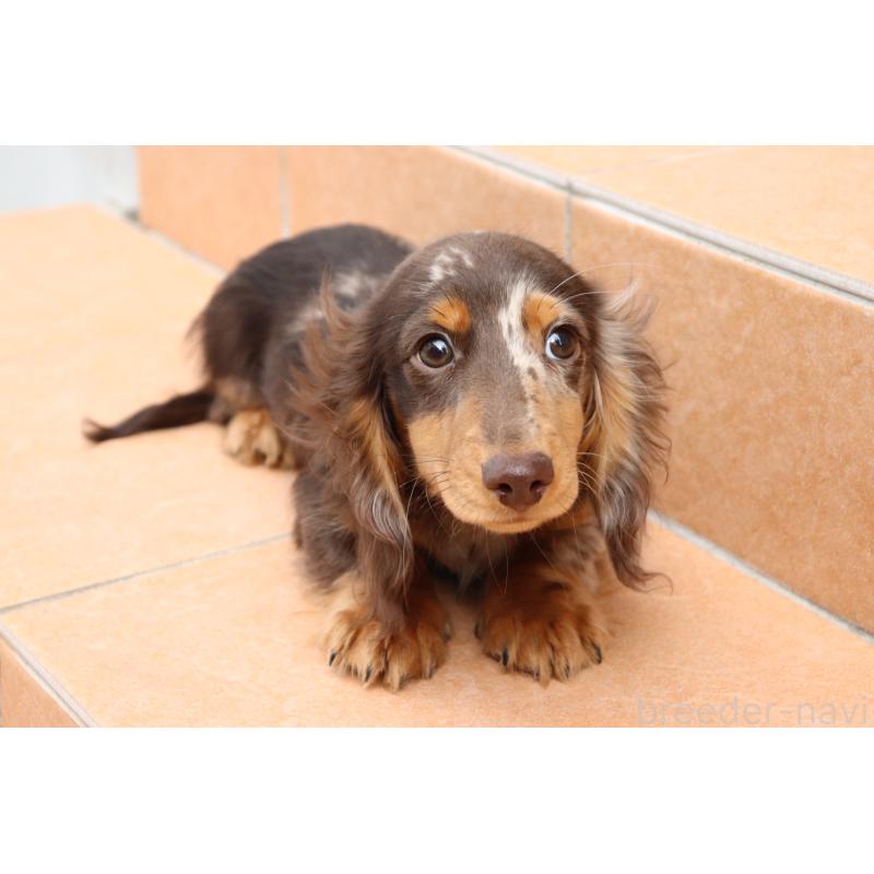 販売中の香川県のミニチュアダックスフンド(ロングヘアード)-420652の5枚目