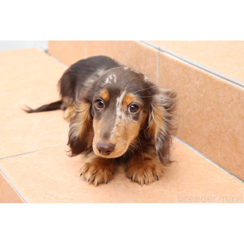 販売中の香川県のミニチュアダックスフンド(ロングヘアード)-420652の4枚目