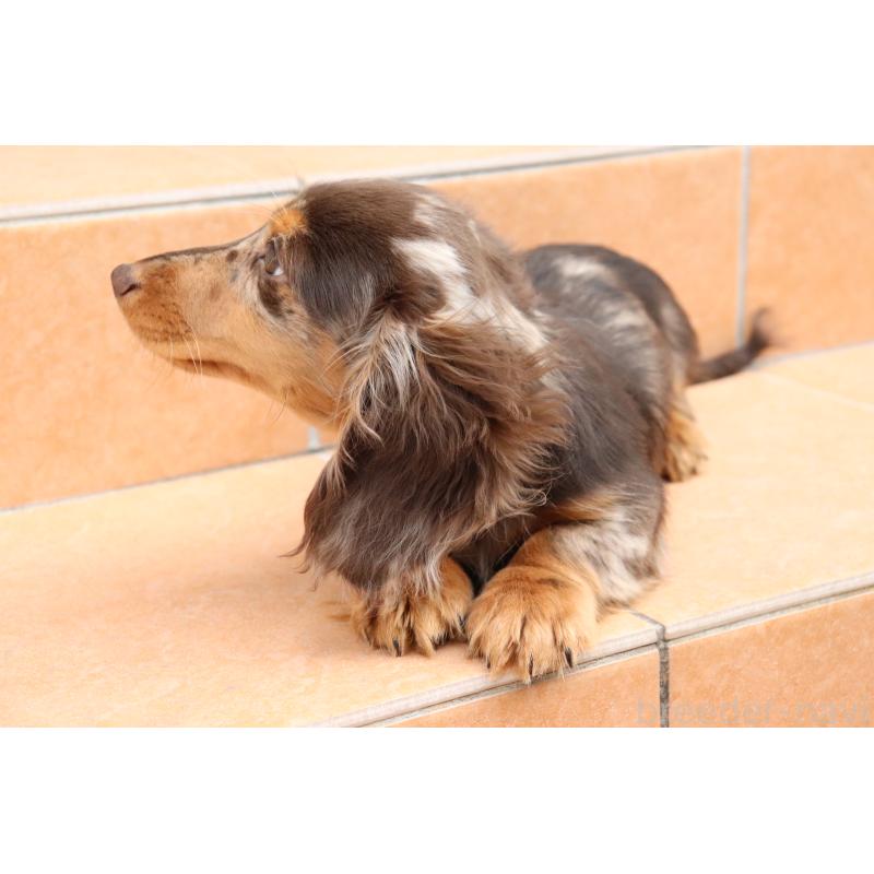 販売中の香川県のミニチュアダックスフンド(ロングヘアード)-420652の3枚目