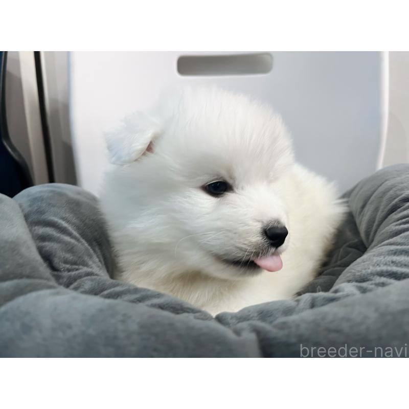 販売中の東京都のサモエド-438923の8枚目