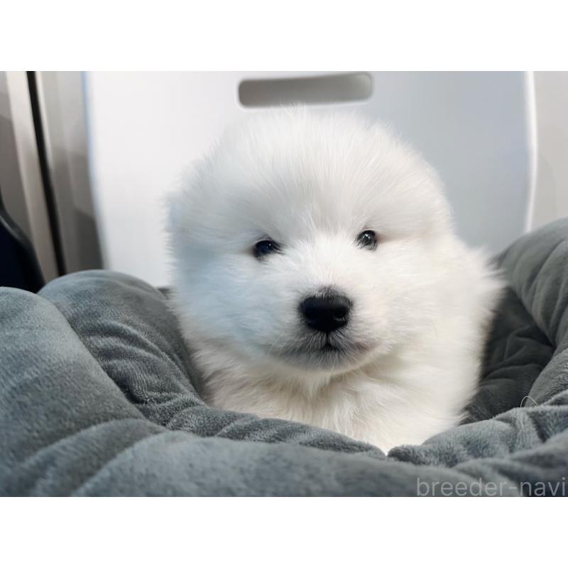 販売中の東京都のサモエド-438923の7枚目