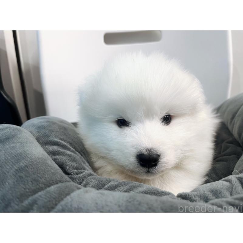 販売中の東京都のサモエド-438923の6枚目