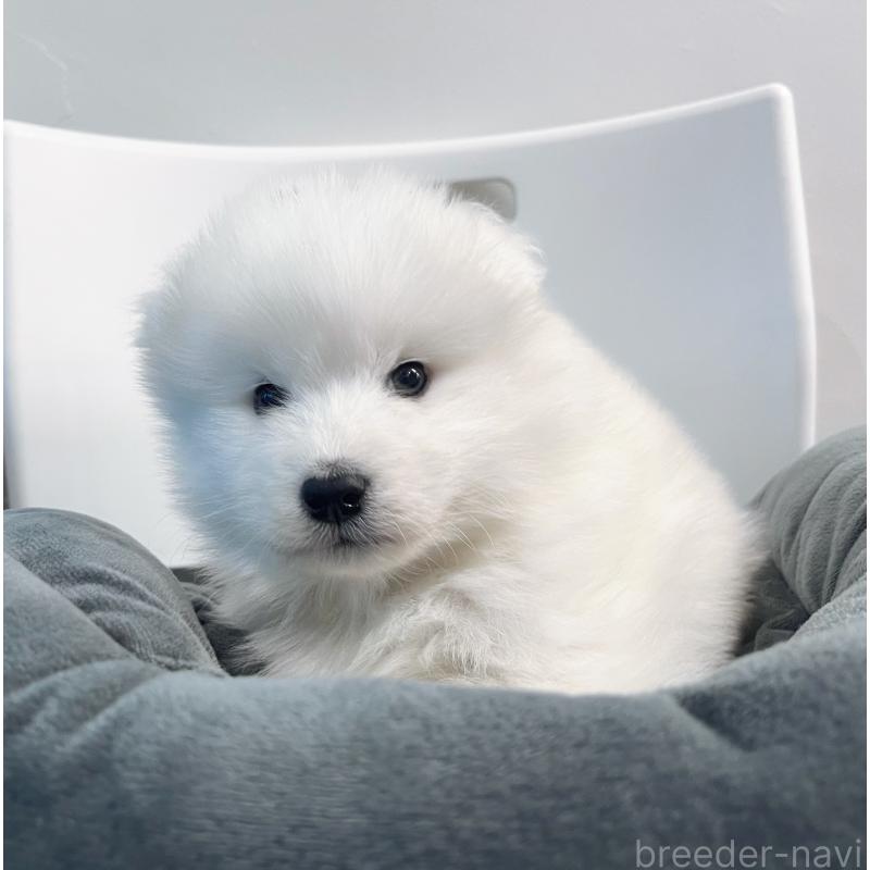 販売中の東京都のサモエド-438923の3枚目