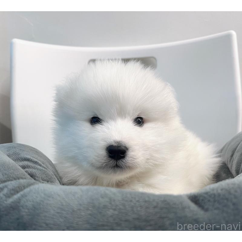 販売中の東京都のサモエド-438923の2枚目