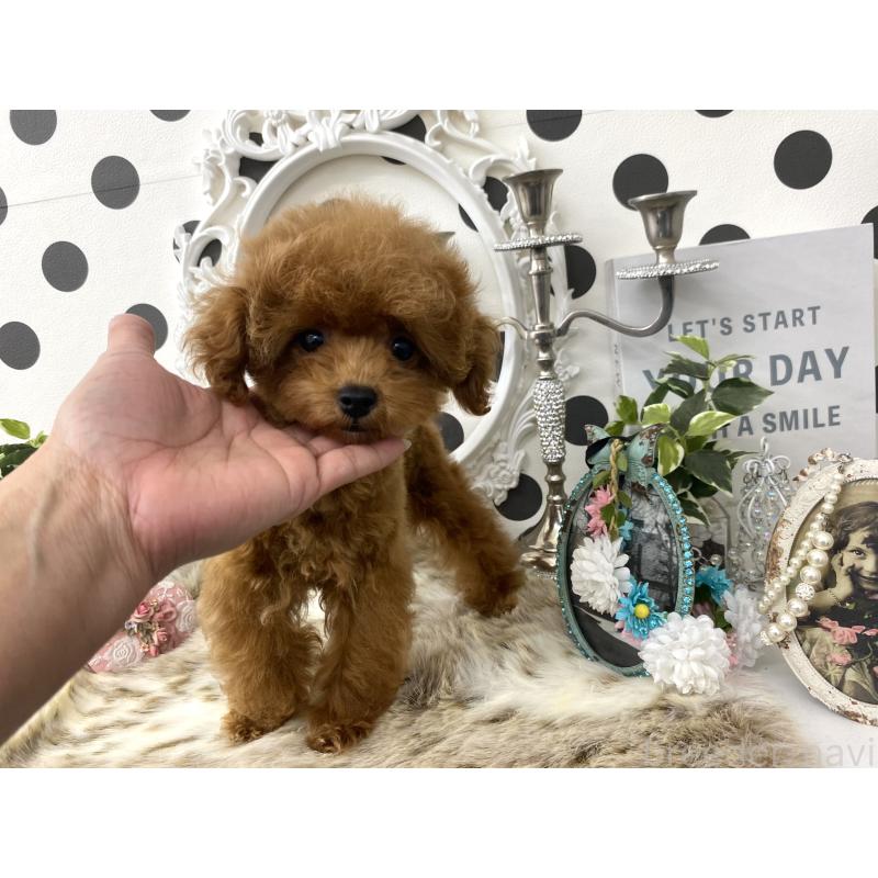販売中の京都府のティーカッププードル-438925の4枚目