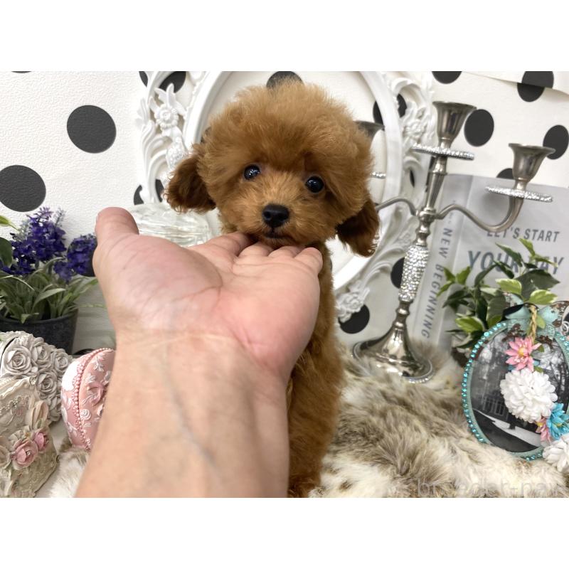 販売中の京都府のティーカッププードル-438925の3枚目