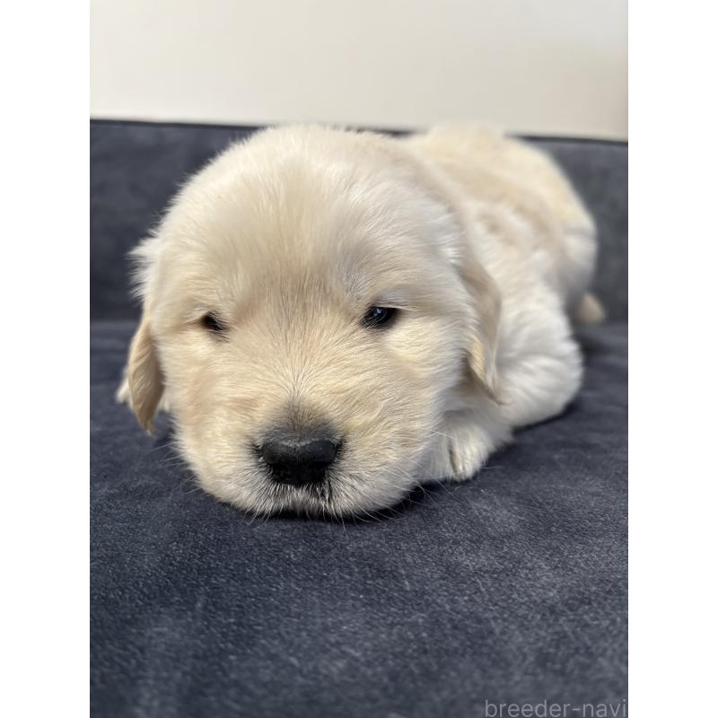 成約済の岡山県のゴールデンレトリーバー-438062の4枚目