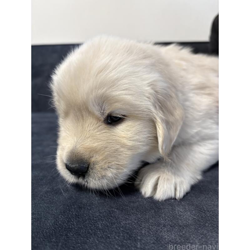 販売中の岡山県のゴールデンレトリーバー-438062