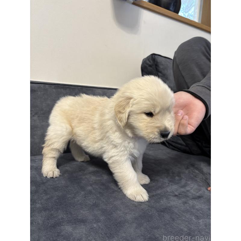 成約済の岡山県のゴールデンレトリーバー-438062の3枚目