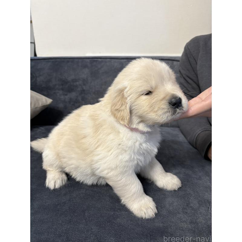 成約済の岡山県のゴールデンレトリーバー-438062の2枚目