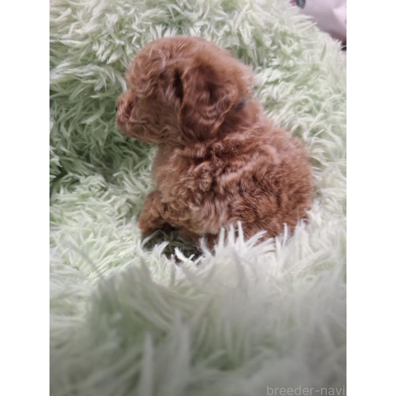 販売中の群馬県のトイプードル-438927の6枚目