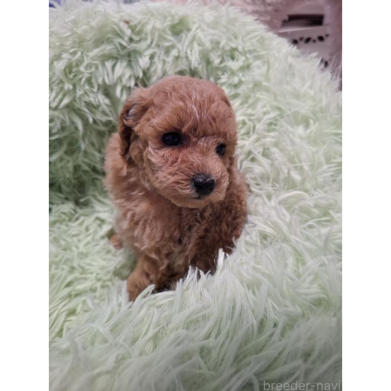 販売中の群馬県のトイプードル-438927の4枚目