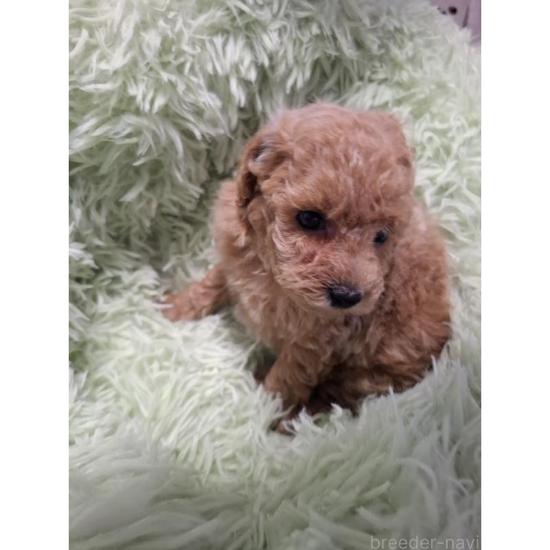 販売中の群馬県のトイプードル-438927の3枚目