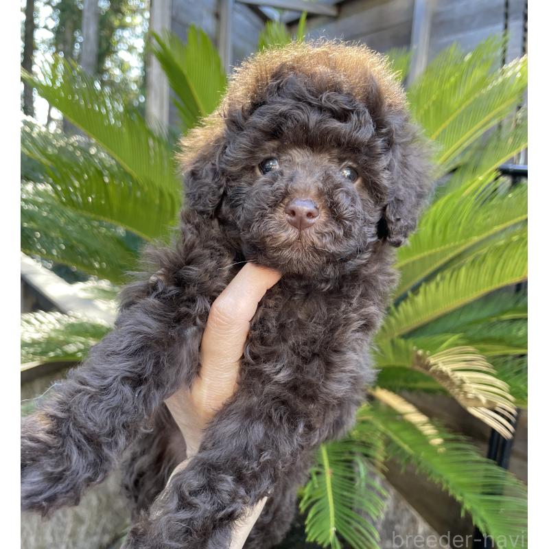 販売中の滋賀県のトイプードル-438928の2枚目