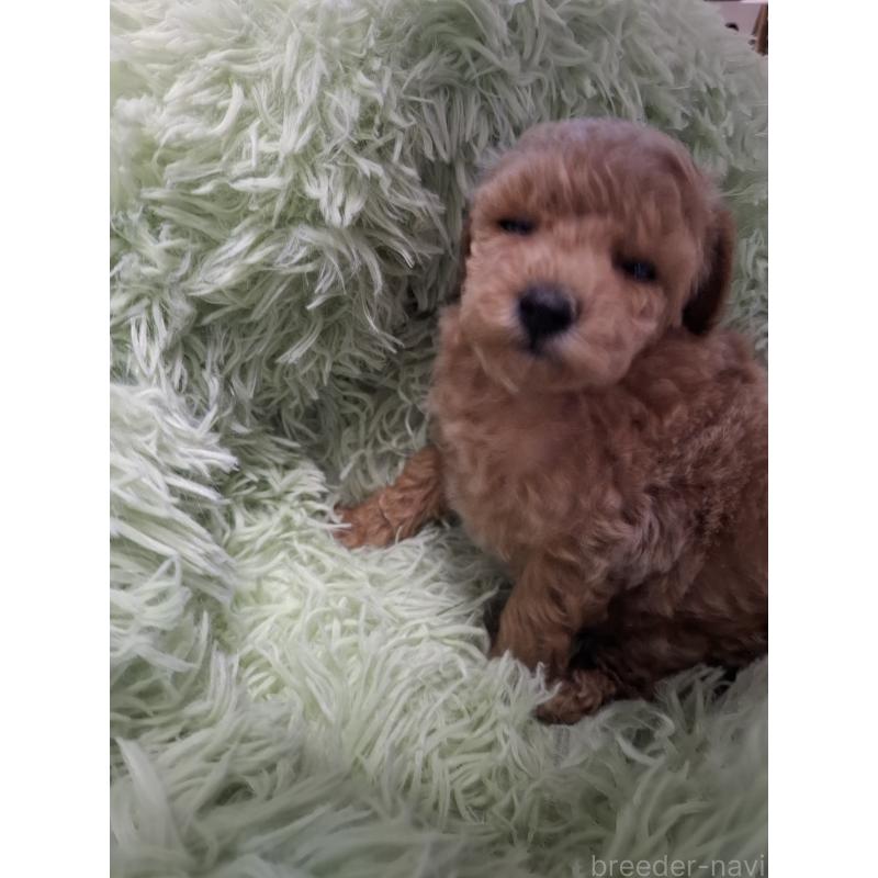 販売中の群馬県のトイプードル-438927の2枚目