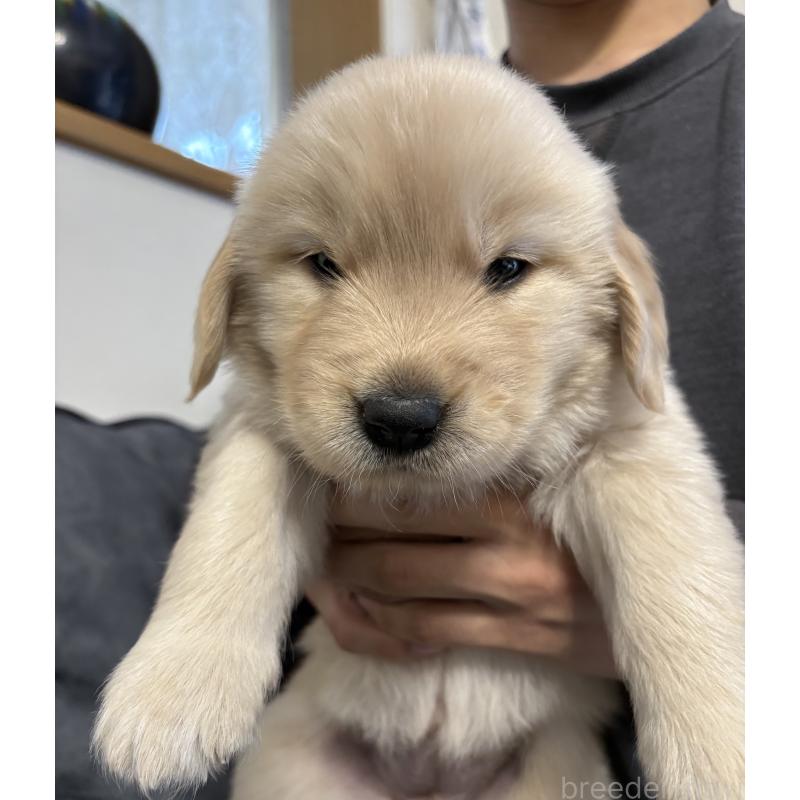 成約済の岡山県のゴールデンレトリーバー-438068の2枚目