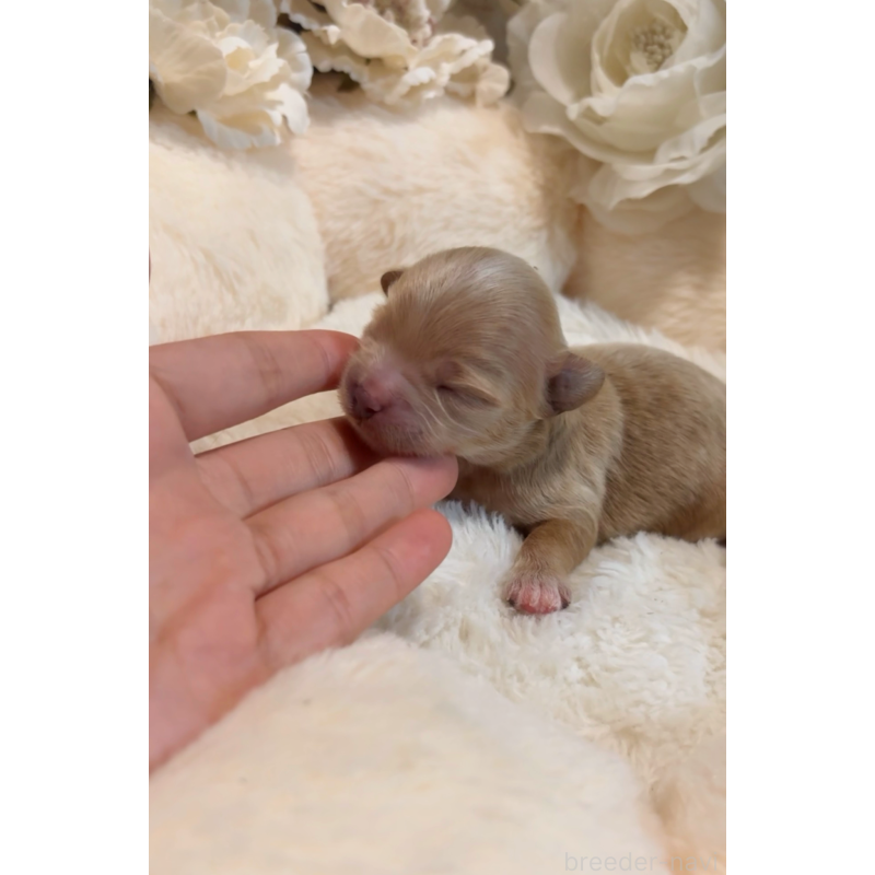 販売中の大阪府のチワプー:チワワ×トイプードル-439092の12枚目