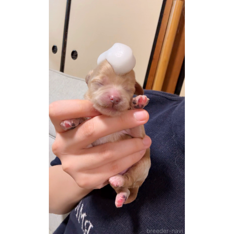 販売中の大阪府のチワプー:チワワ×トイプードル-439092の7枚目