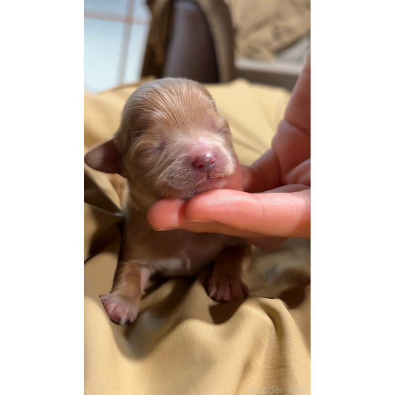 販売中の大阪府のチワプー:チワワ×トイプードル-439092の5枚目