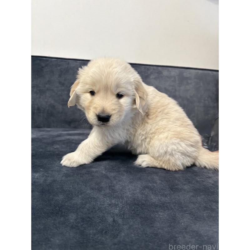 成約済の岡山県のゴールデンレトリーバー-438074の3枚目