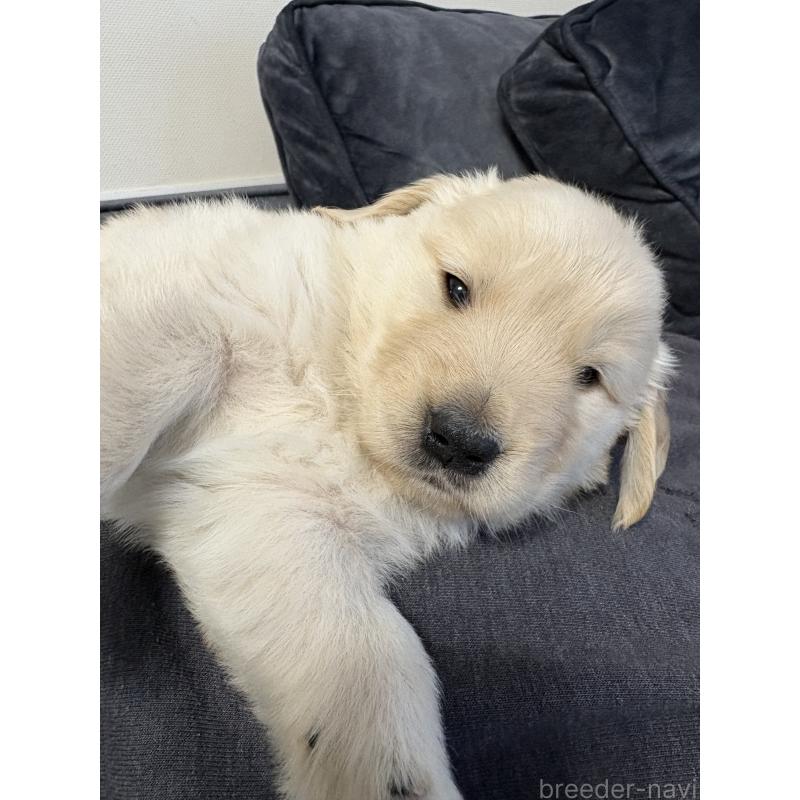 成約済の岡山県のゴールデンレトリーバー-438074の2枚目