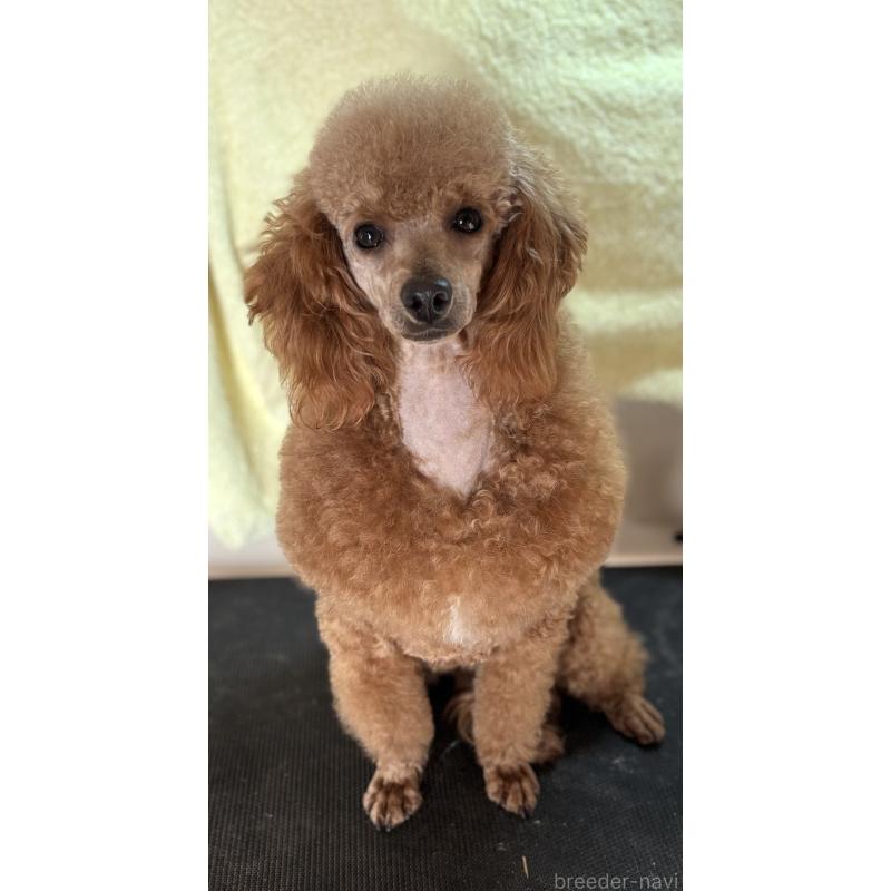 販売中の神奈川県のトイプードル-390481の2枚目