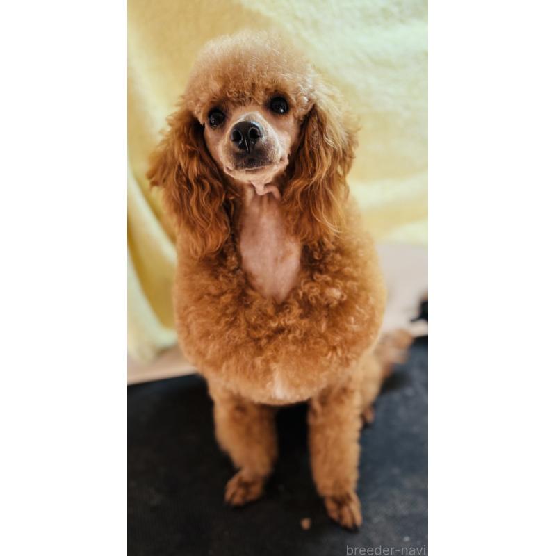 販売中の神奈川県のトイプードル-390481