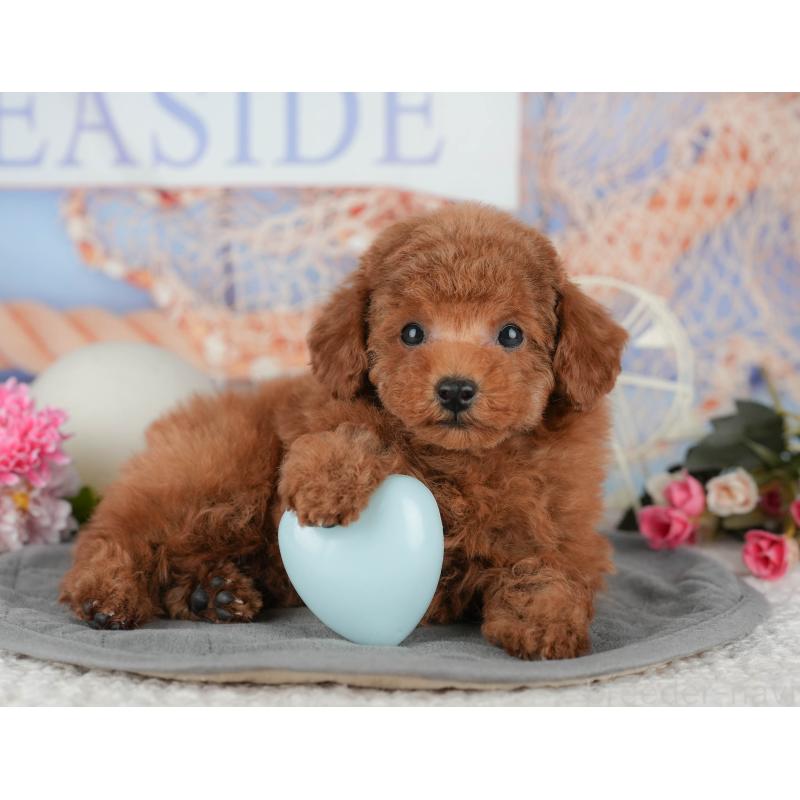 販売中の千葉県のタイニープードル-438930の8枚目