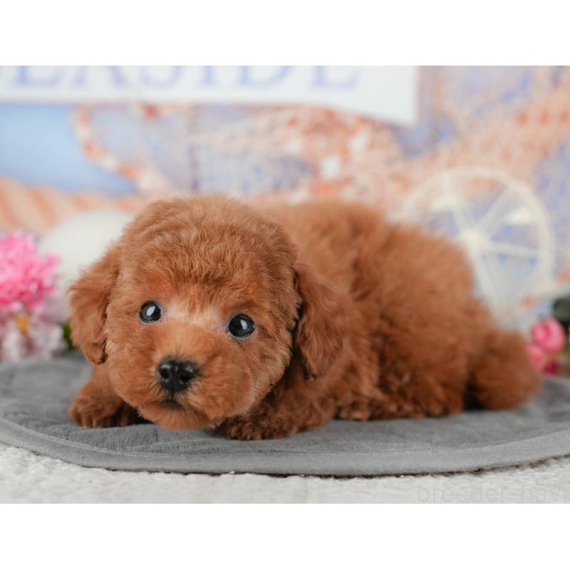 販売中の千葉県のタイニープードル-438930の6枚目