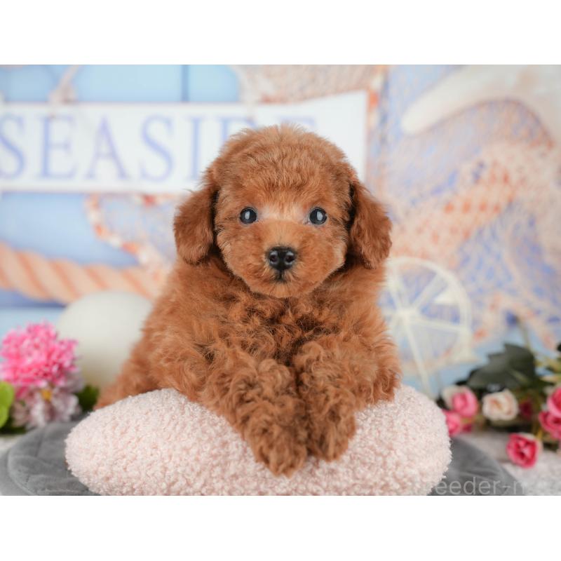 販売中の千葉県のタイニープードル-438930の5枚目