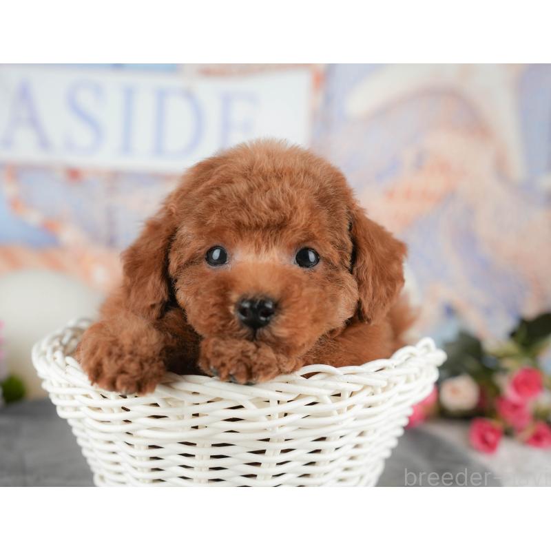 販売中の千葉県のタイニープードル-438930の3枚目