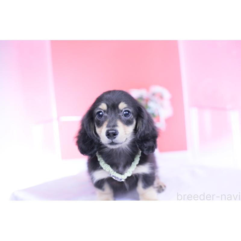 成約済の愛知県のカニンヘンダックスフンド(ロングヘアード)-424763の10枚目