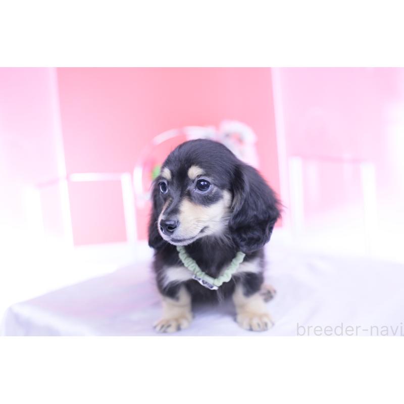 成約済の愛知県のカニンヘンダックスフンド(ロングヘアード)-424763の9枚目