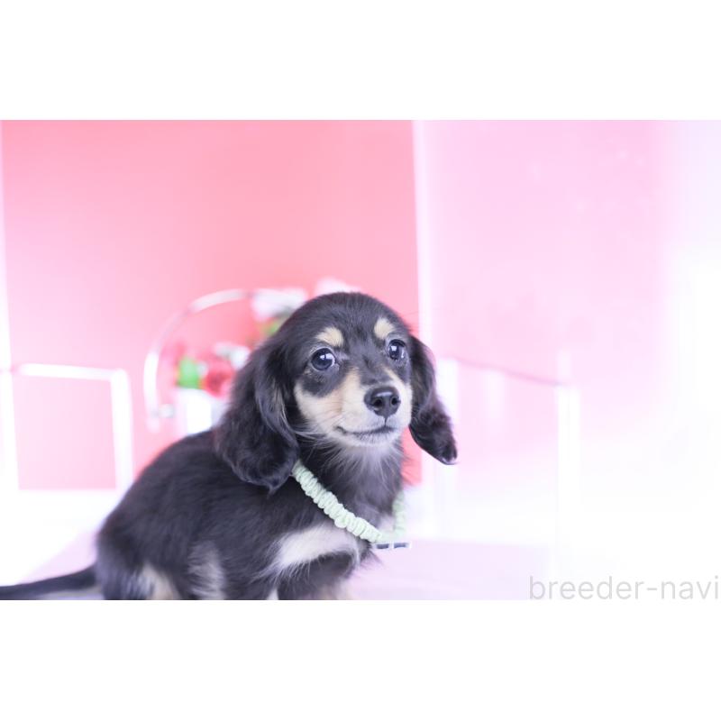 成約済の愛知県のカニンヘンダックスフンド(ロングヘアード)-424763の3枚目