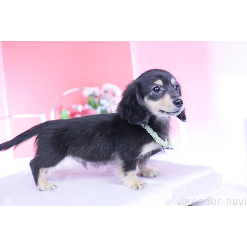 成約済の愛知県のカニンヘンダックスフンド(ロングヘアード)-424763の2枚目