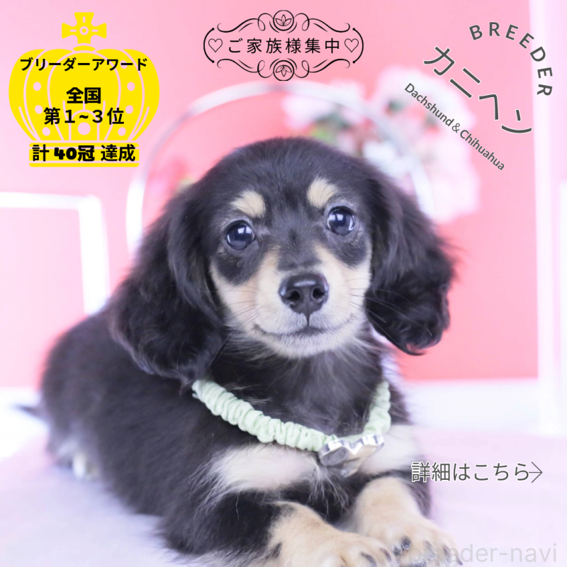 成約済の愛知県のカニンヘンダックスフンド(ロングヘアード)-424763の1枚目