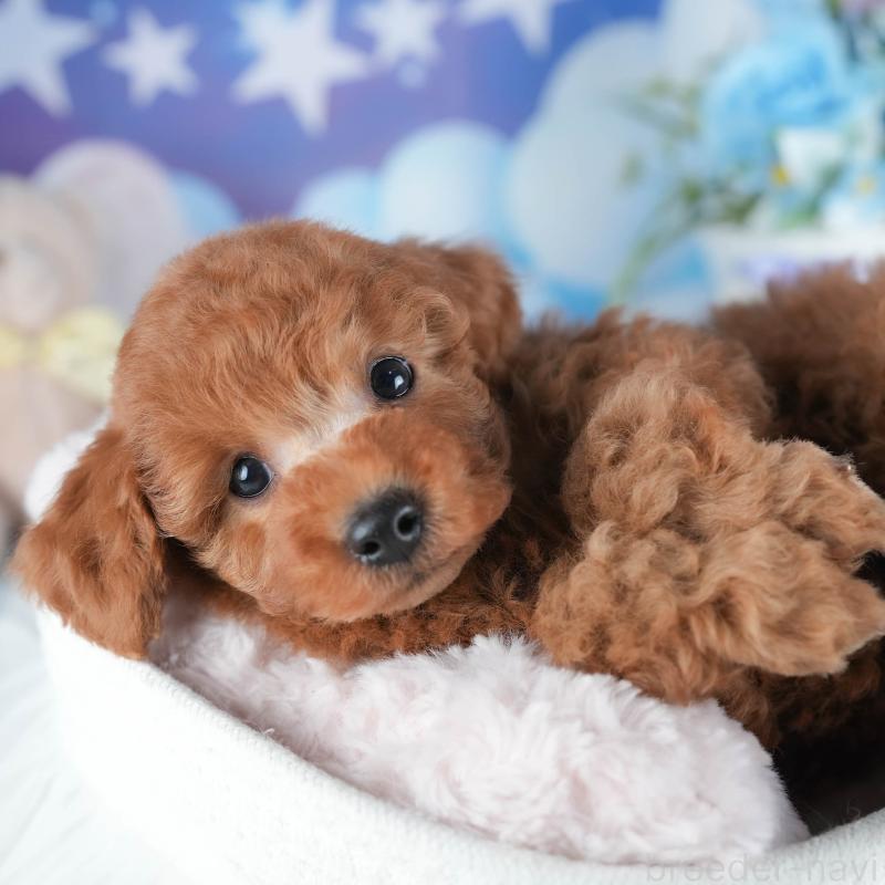 販売中の茨城県のトイプードル-438932の1枚目