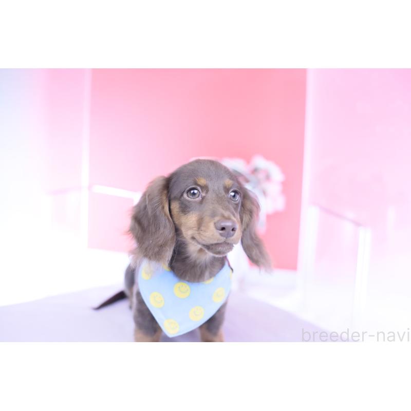 販売中の愛知県のカニンヘンダックスフンド(ロングヘアード)-421521の9枚目