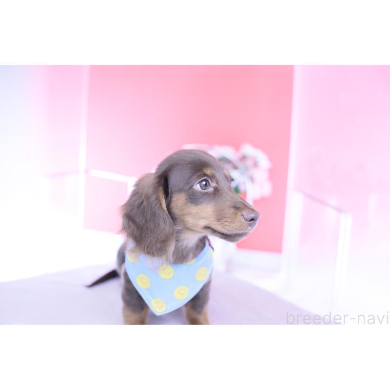 販売中の愛知県のカニンヘンダックスフンド(ロングヘアード)-421521の8枚目