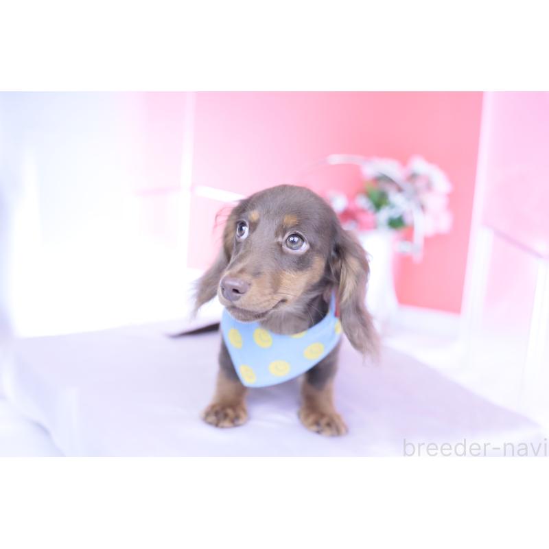 販売中の愛知県のカニンヘンダックスフンド(ロングヘアード)-421521の7枚目