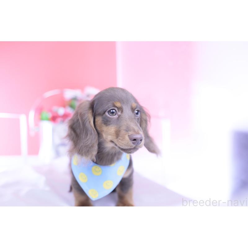 販売中の愛知県のカニンヘンダックスフンド(ロングヘアード)-421521の5枚目