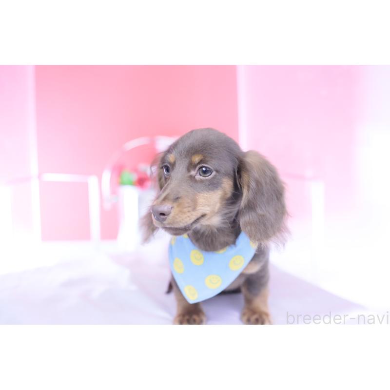 販売中の愛知県のカニンヘンダックスフンド(ロングヘアード)-421521の4枚目