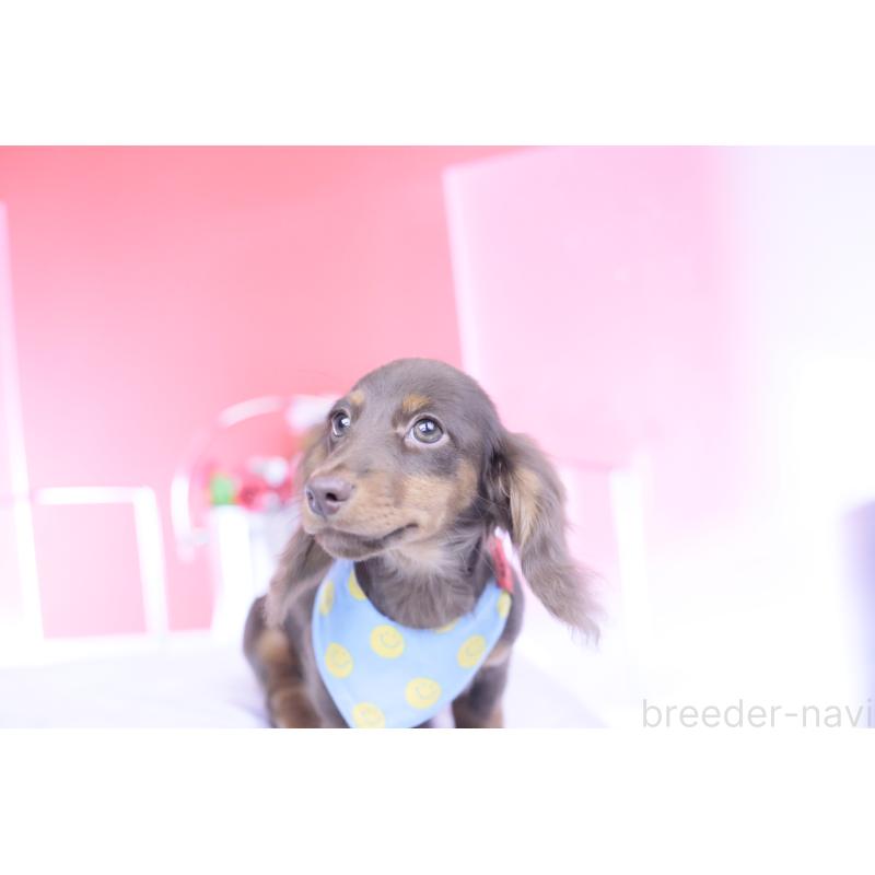 販売中の愛知県のカニンヘンダックスフンド(ロングヘアード)-421521の3枚目