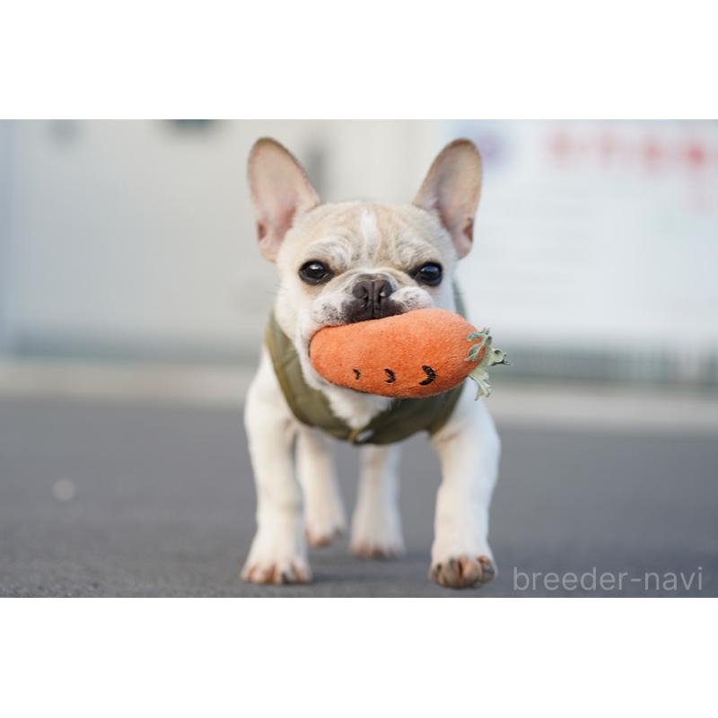 販売中の京都府のフレンチブルドッグ-405025の7枚目