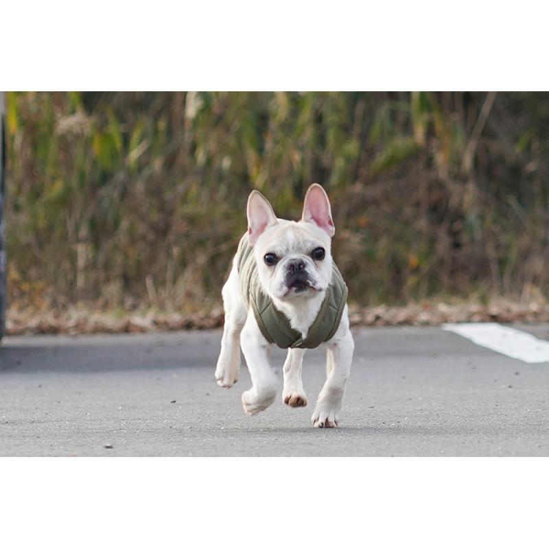 販売中の京都府のフレンチブルドッグ-405025の6枚目