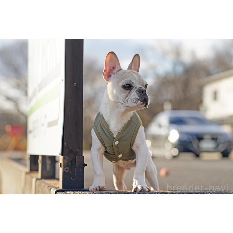 販売中の京都府のフレンチブルドッグ-405025の4枚目