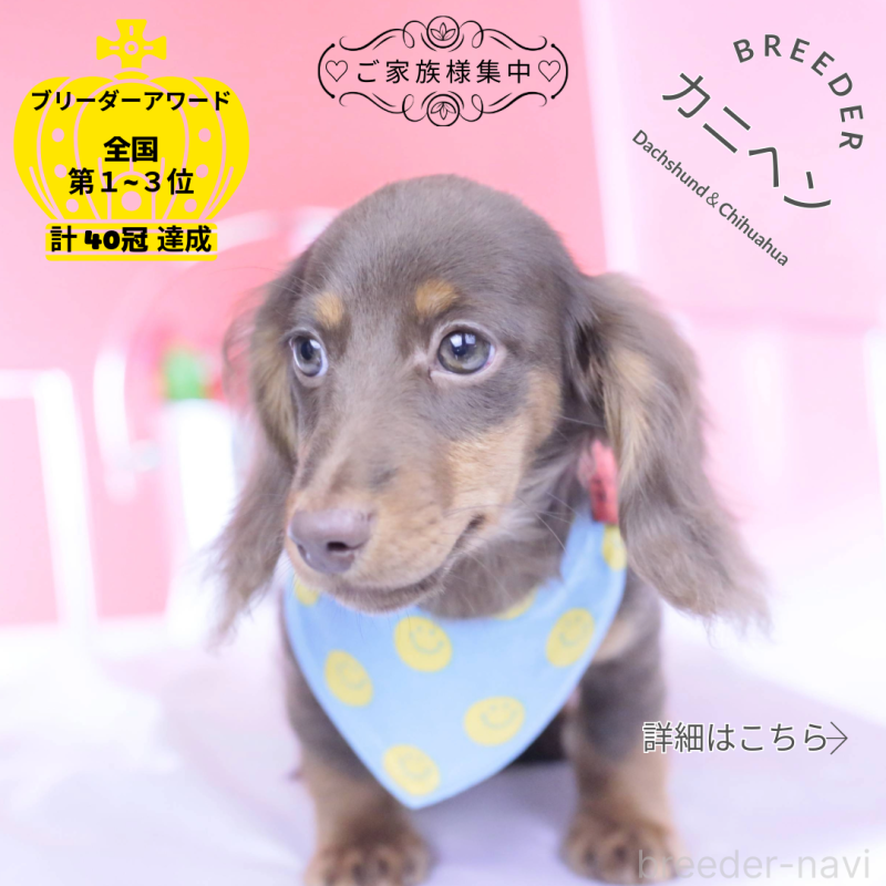 販売中の愛知県のカニンヘンダックスフンド(ロングヘアード)-421521の1枚目