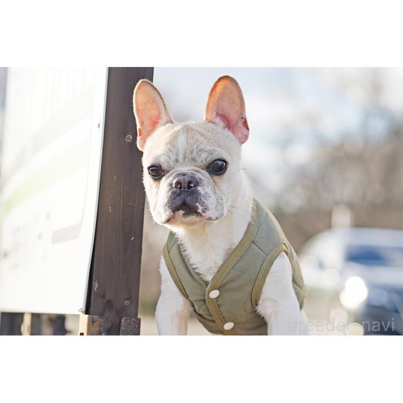 販売中の京都府のフレンチブルドッグ-405025