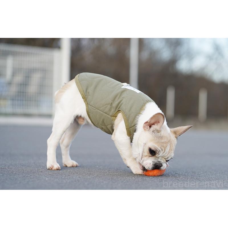 販売中の京都府のフレンチブルドッグ-405025の2枚目